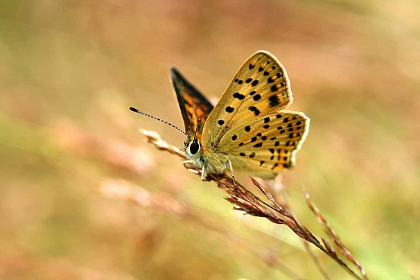 Số cuối ngày sinh Âm lịch của người biết tích lũy: Càng sống tốt, tiền càng tự tìm đến - Ảnh 2.