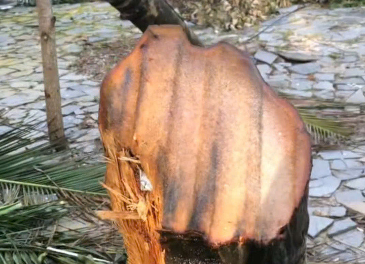 Hình ảnh cây dừa được cho là bị tôn chém.