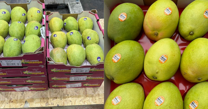 Xoài Kensington Pride đang rất hút khách Việt, dù giá đắt đỏ.