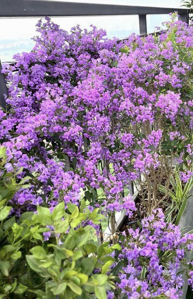 Tổ ấm rực rỡ của NSND Tự Long - Ảnh 11.