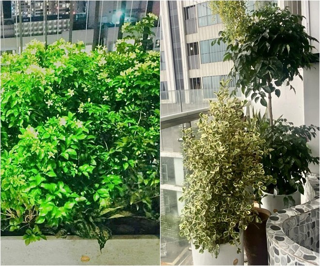 Tổ ấm rực rỡ của NSND Tự Long  - Ảnh 12.