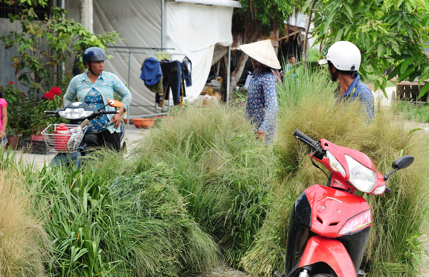 Chợ cỏ Ô Lâm.jpg