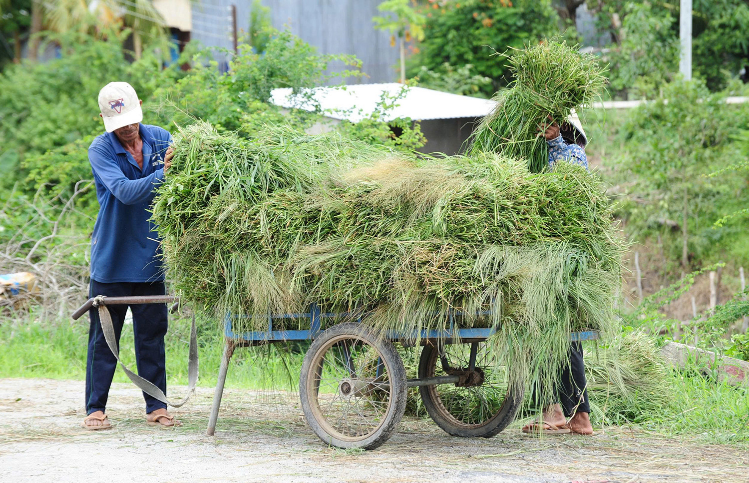 Chợ cỏ Ô Lâm 3.jpg