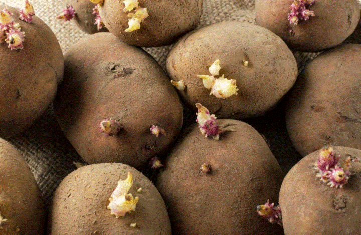 Tuyệt đối không ăn khoai tây mọc mầm.