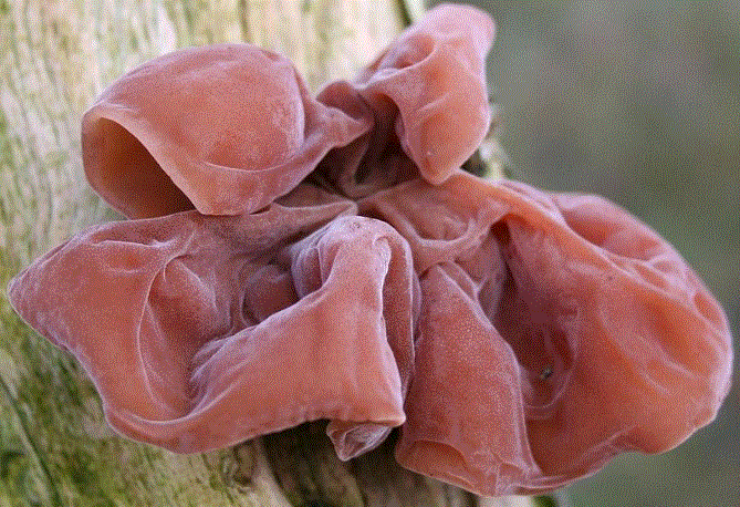 Nguy cơ chứa độc tố gây ngộ độc trong mộc nhĩ tươi.