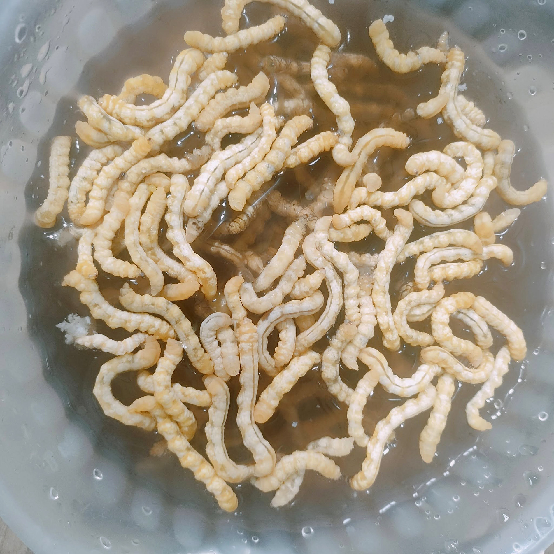 sâu chít   băng tâm.jpg