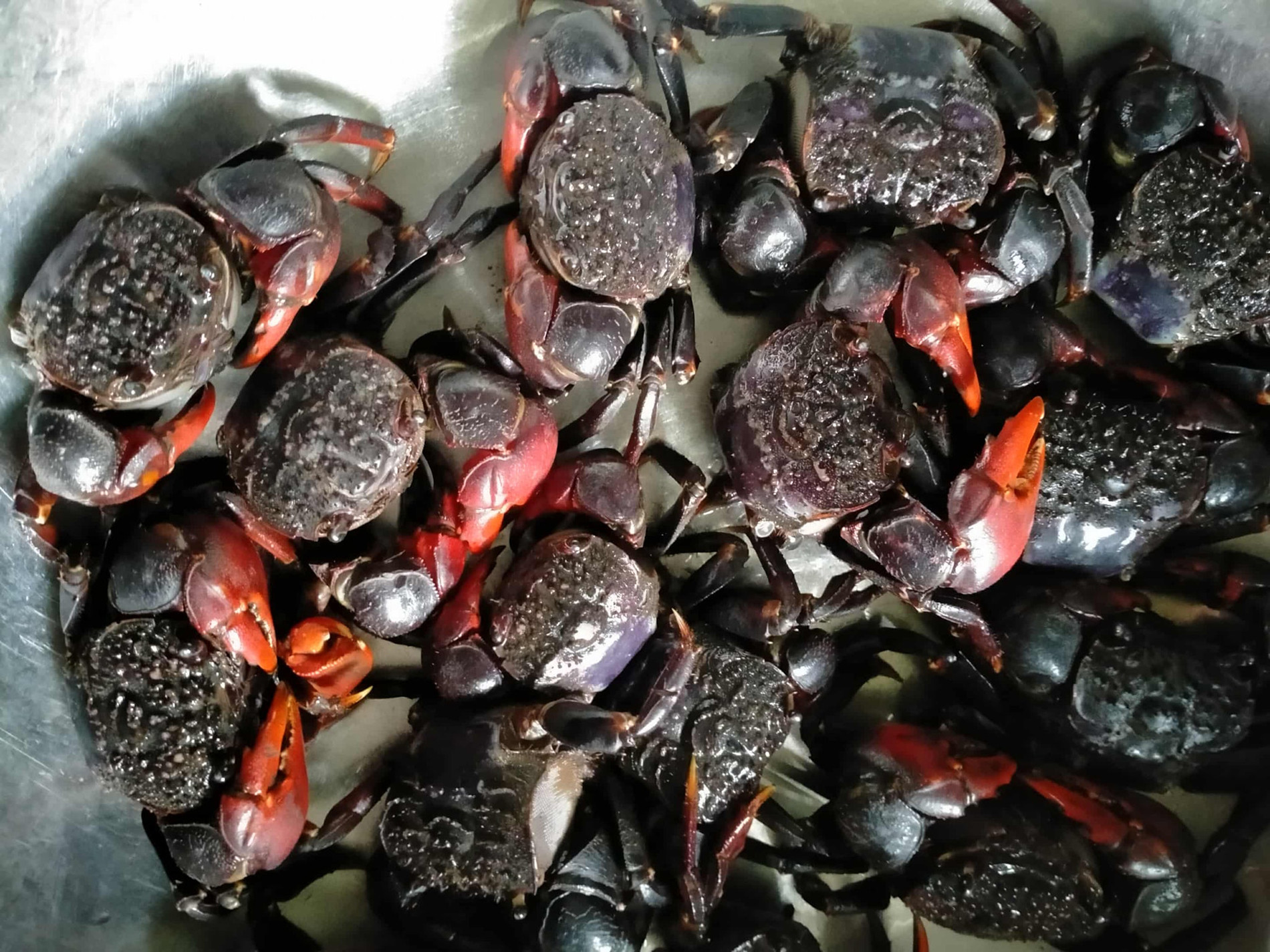 chù ụ rang me   Nhiem Nguyen 0.jpg