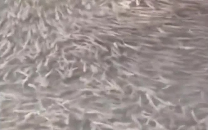 Đàn cá lạ hàng nghìn con bất ngờ xuất hiện làm dấy lên lo lắng về thiên tai - Ảnh 1.