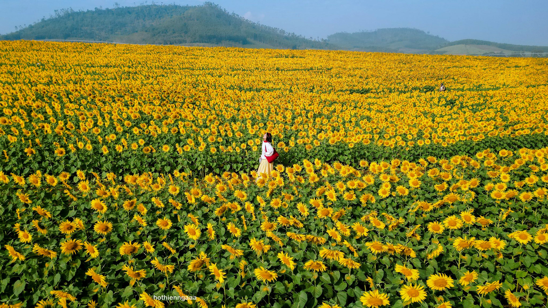 hoa huong duong 1.jpg