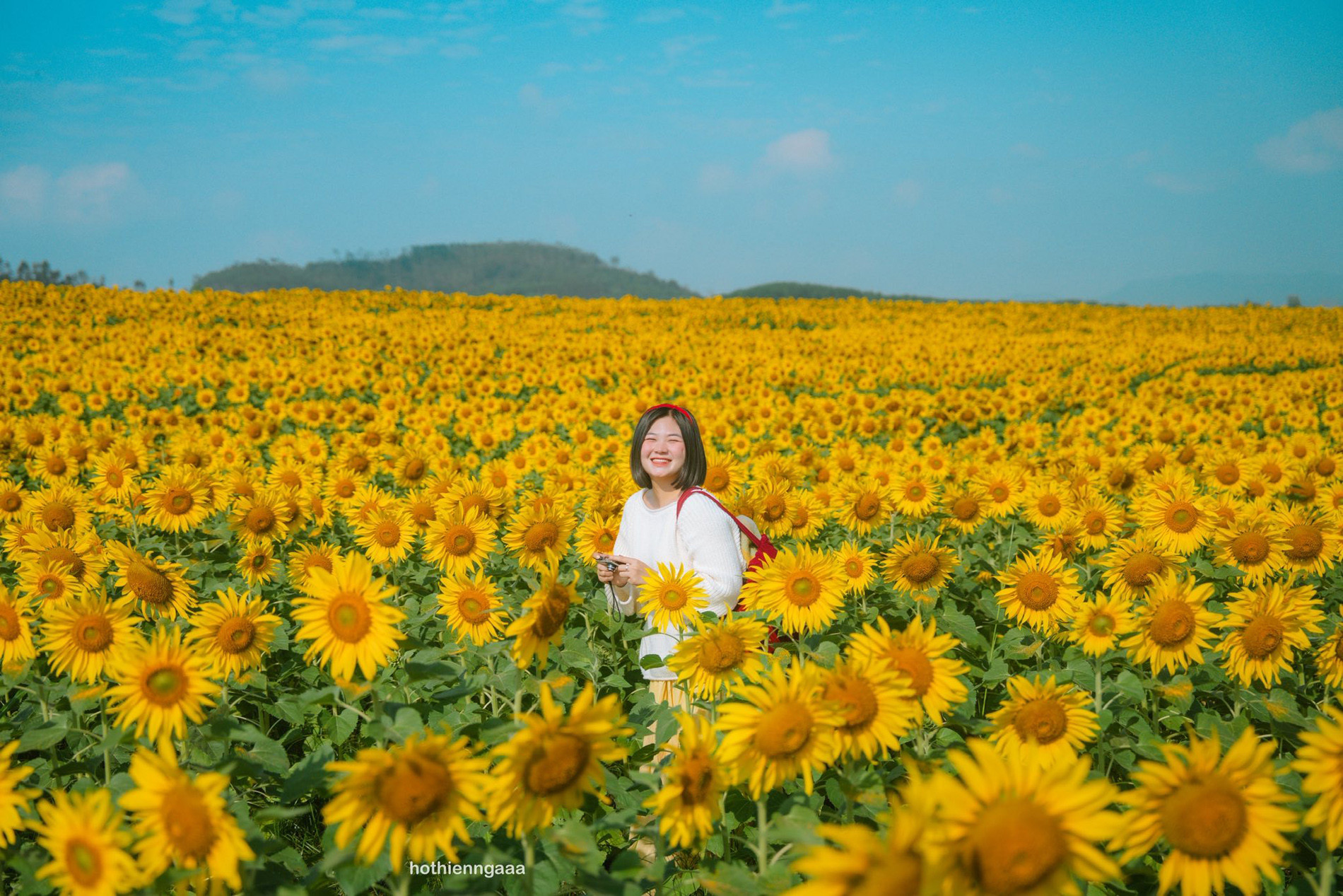 hoa huong duong 2.jpg