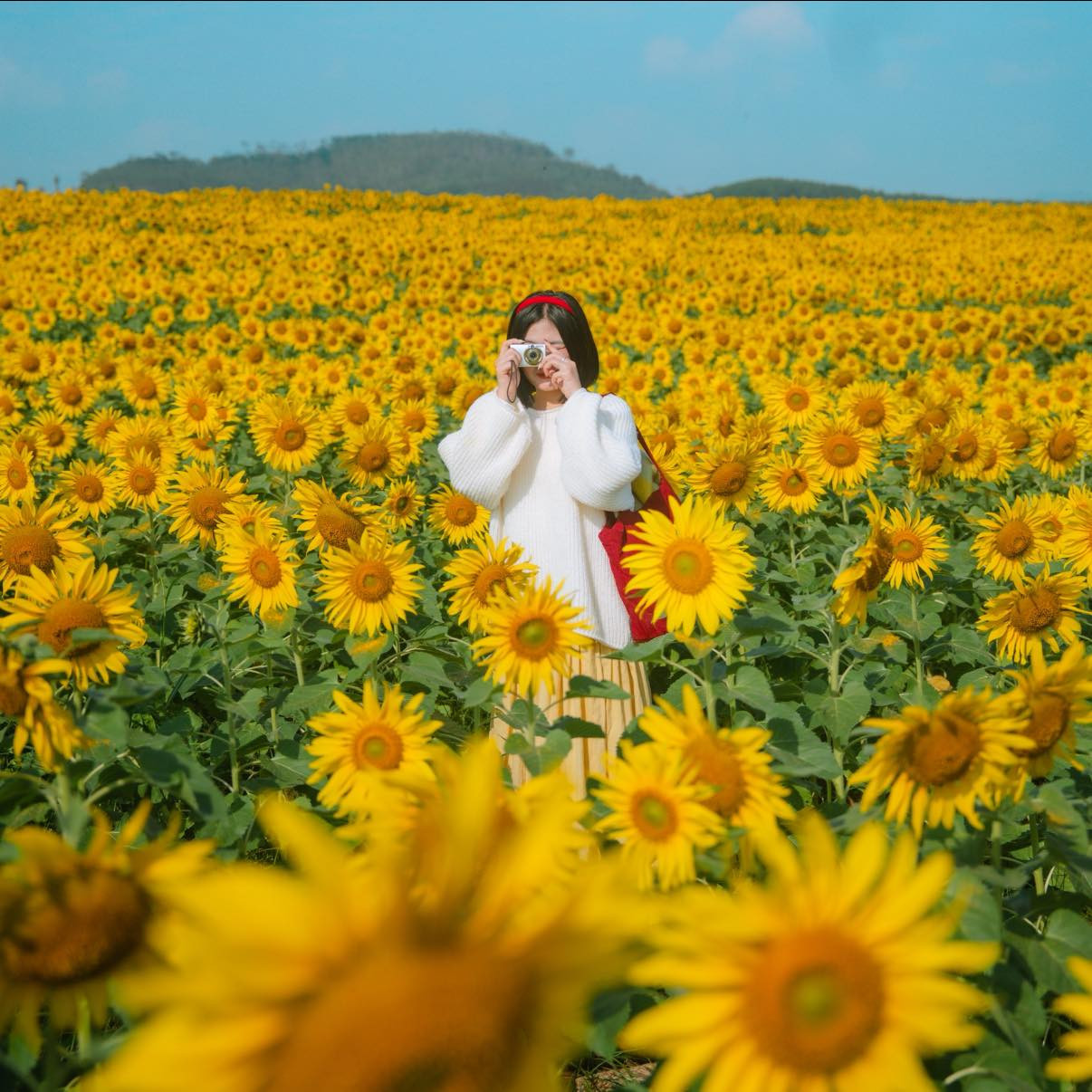 hoa huong duong 3.jpg