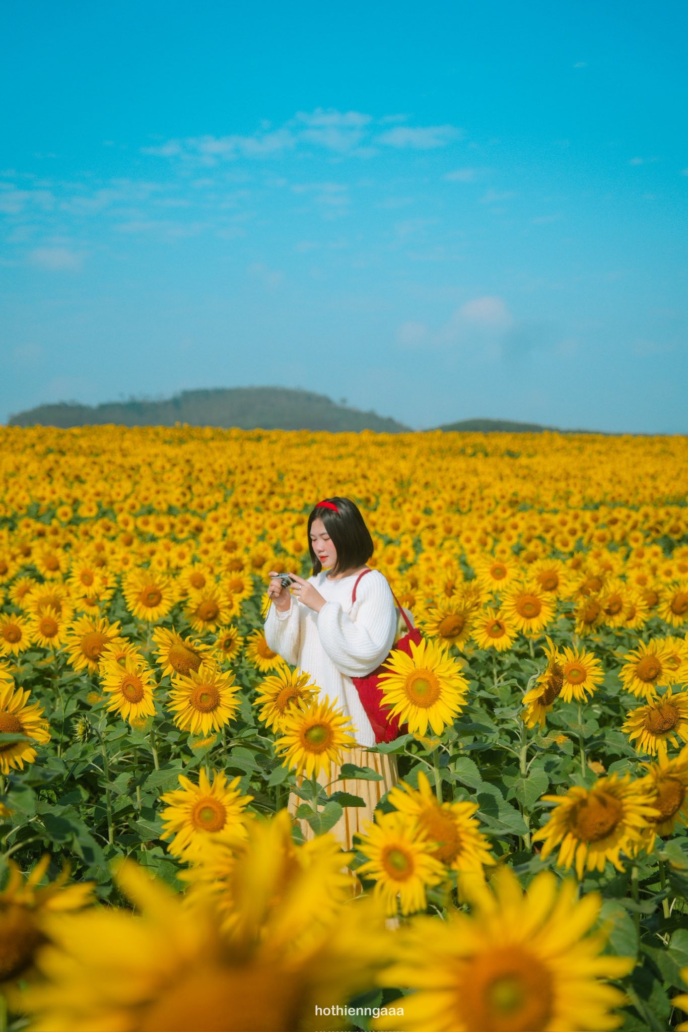 hoa huong duong 4.jpg