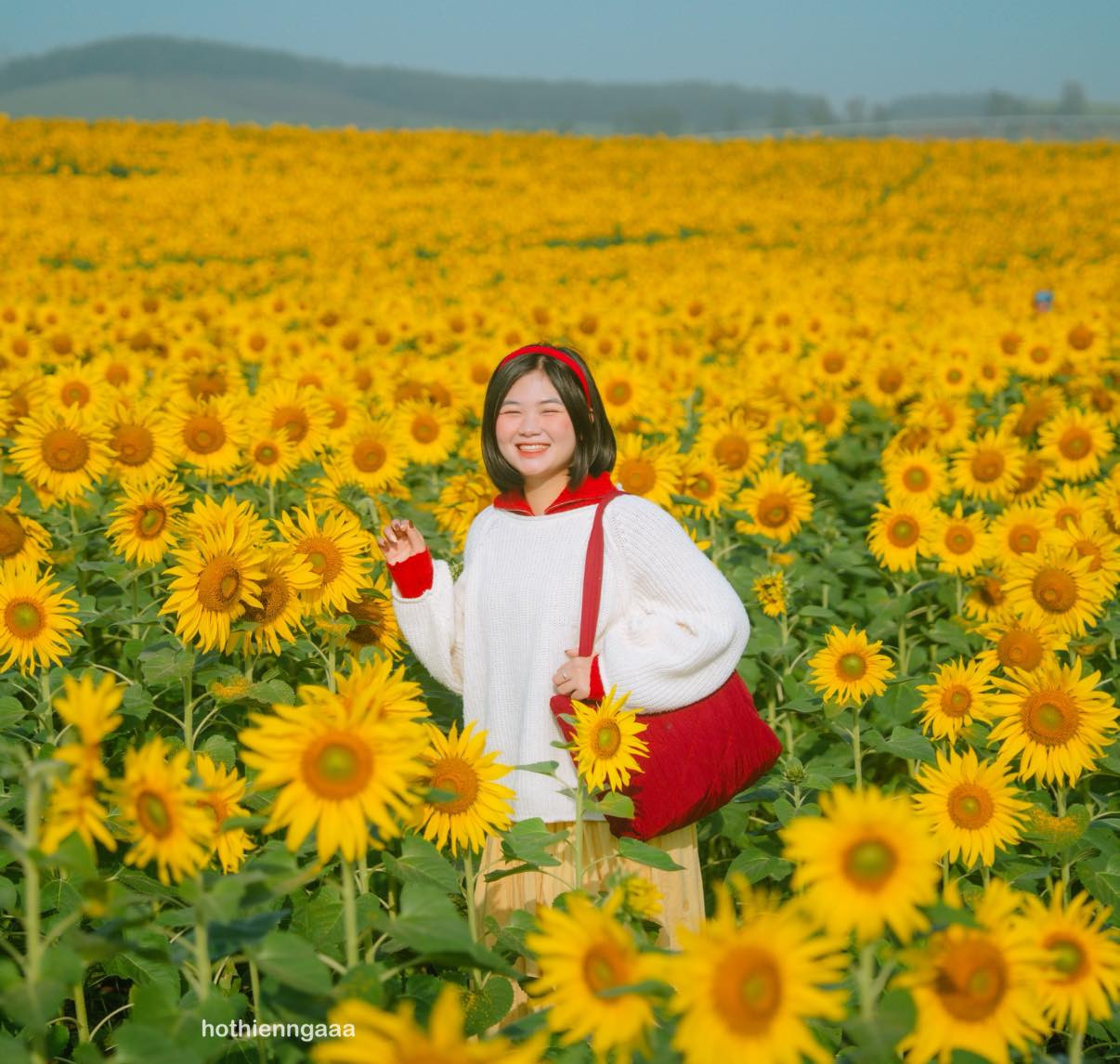 hoa huong duong 5.jpg