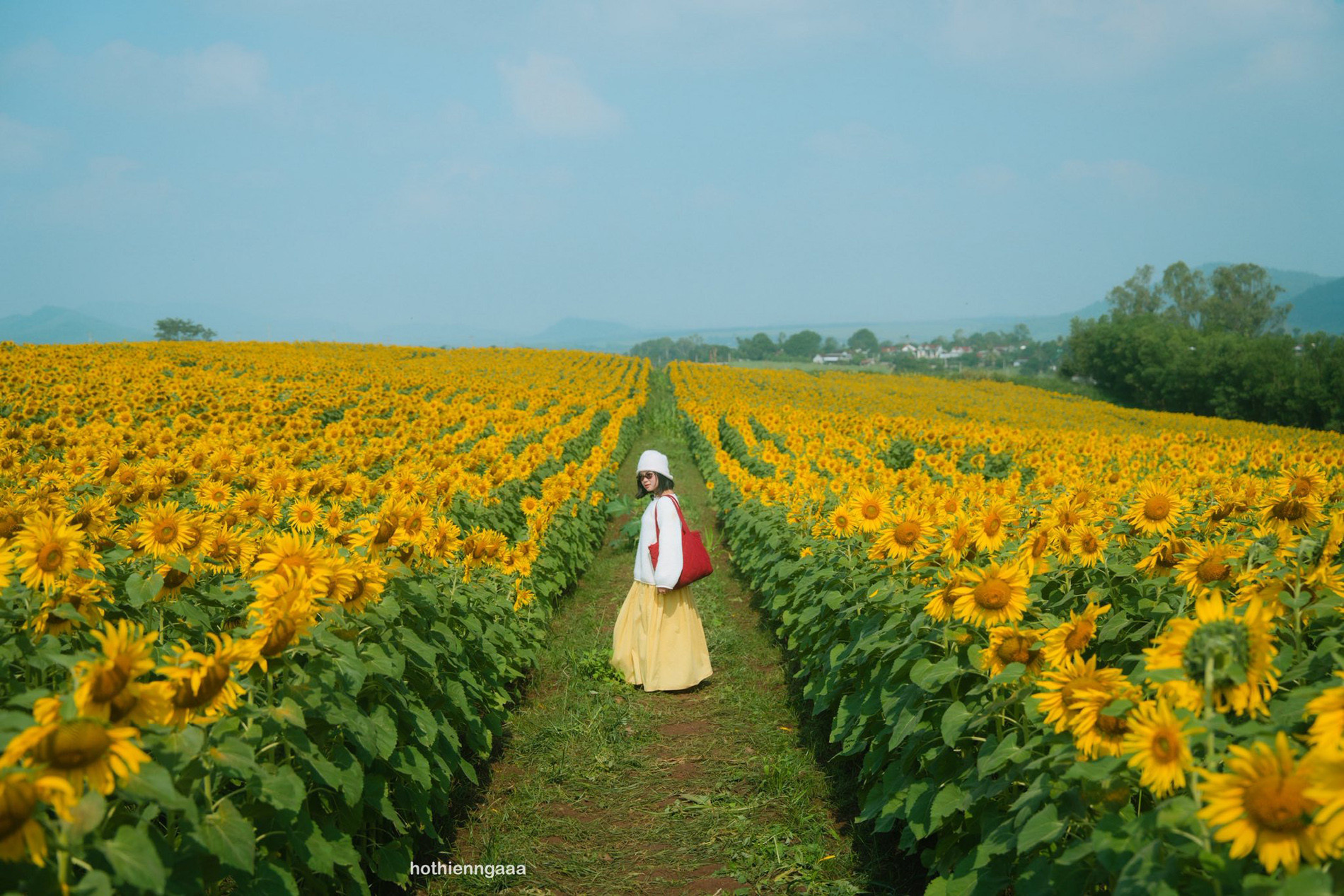 hoa huong duong 6.jpg