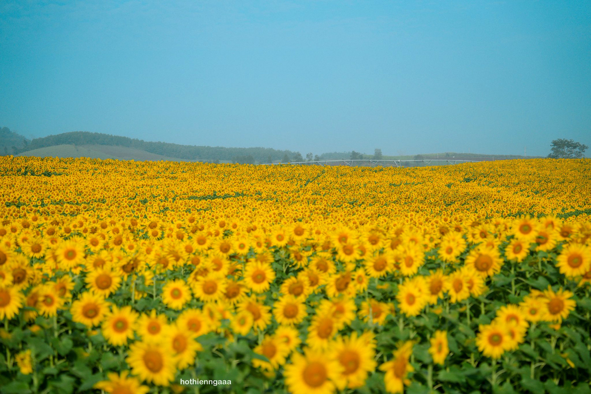 hoa huong duong 7.jpg