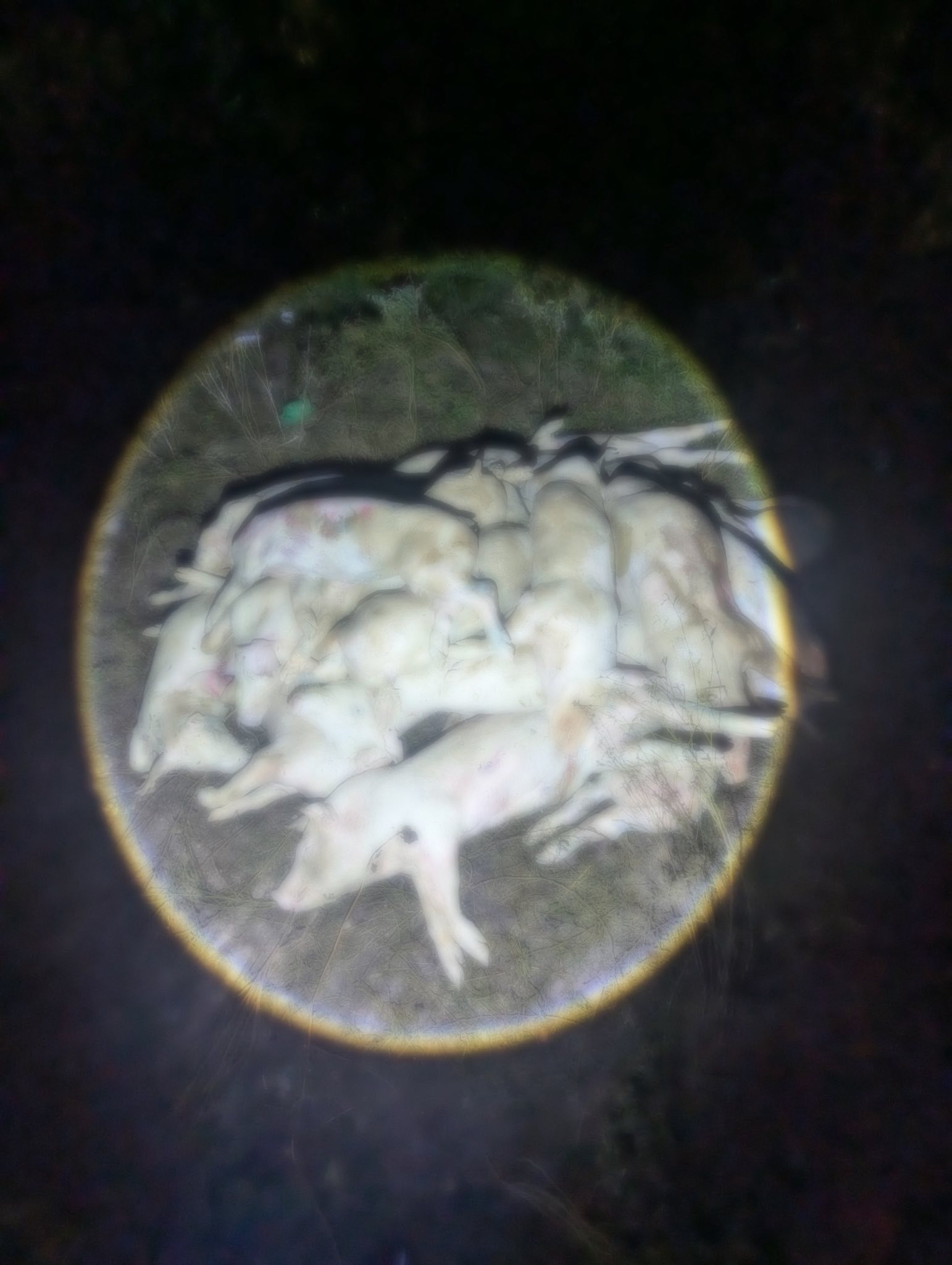 Khởi tố 7 bị can trong vụ đào xác heo bệnh bán ra thị trường tại khánh hòa - Ảnh 3.