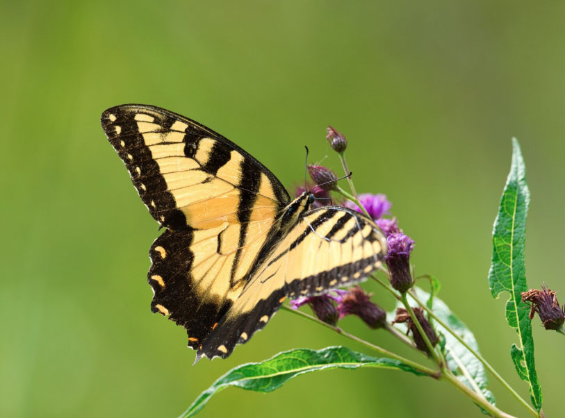 Tháng sinh Âm lịch của người quyết đoán, tham vọng - Ảnh 2.