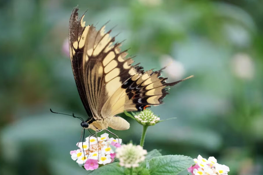 Tháng sinh Âm lịch của người quyết đoán, tham vọng - Ảnh 1.