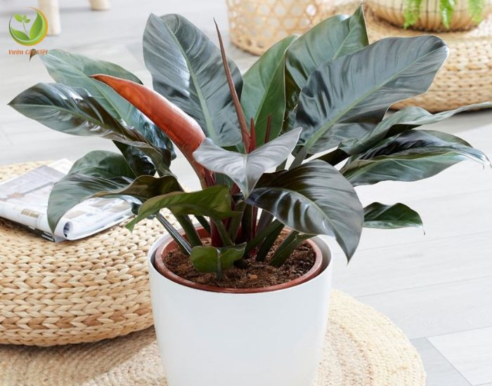 Top cây cảnh để bàn thờ chiêu tài lộc, may mắn cực tốt - Ảnh 5.