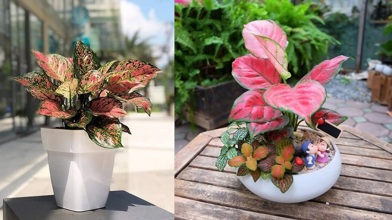 Top cây cảnh để bàn thờ chiêu tài lộc, may mắn cực tốt - Ảnh 3.