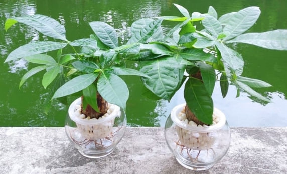 Top cây cảnh để bàn thờ chiêu tài lộc, may mắn cực tốt - Ảnh 4.