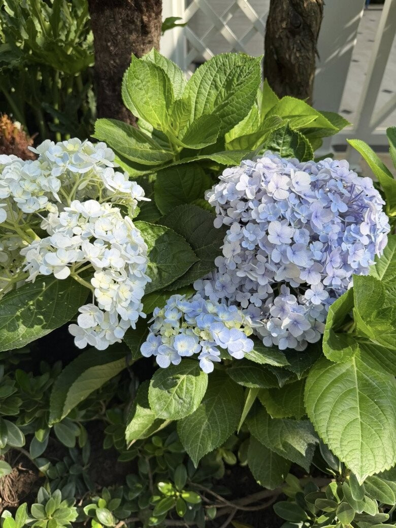 Đỗ Mạnh Cường và căn biệt thự 2000 m² tạo không gian sống lý tưởng cho các con - Ảnh 11.