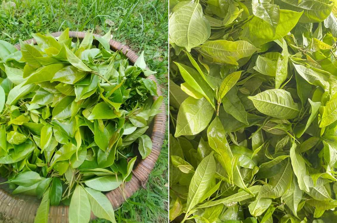 rau mit rung thuong bui.png