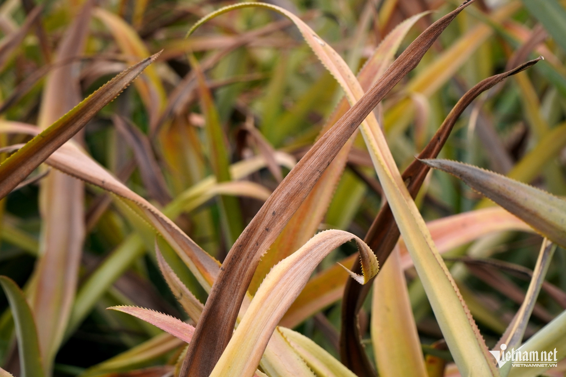 W-a5Hàng chục hecta dứa ở Thanh Hóa.JPG.jpg