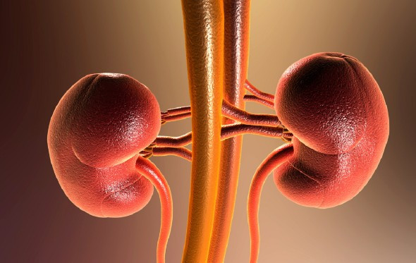 5 dấu hiệu suy thận sớm thường bị nhầm là do mệt mỏi, tuổi tác, người Việt nên biết để phòng bệnh - Ảnh 2.