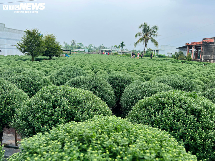 Cúc mâm xôi Tết được nhà vườn chăm sóc cẩn thận nhưng vẫn đối mặt nguy cơ nở lệch thời điểm. (Ảnh: Nguyễn Liến)