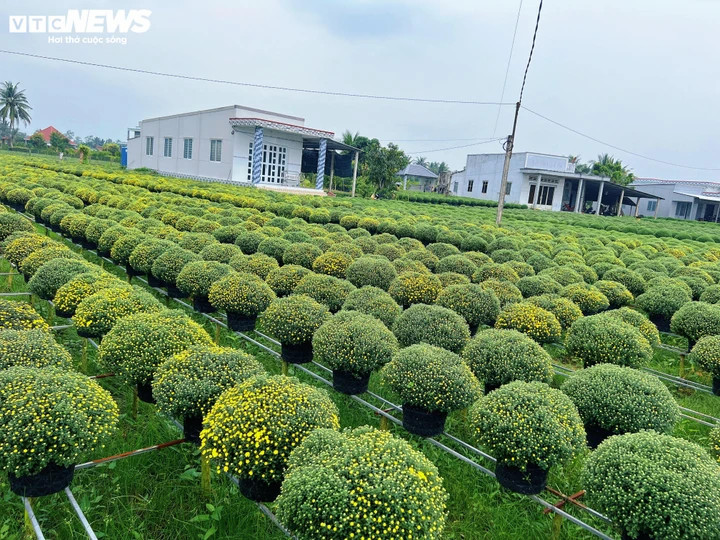 Nhiều chậu cúc mâm xôi đã lên màu sớm, buộc nhà vườn tính toán lại thời điểm bán. (Ảnh: Nguyễn Liến)