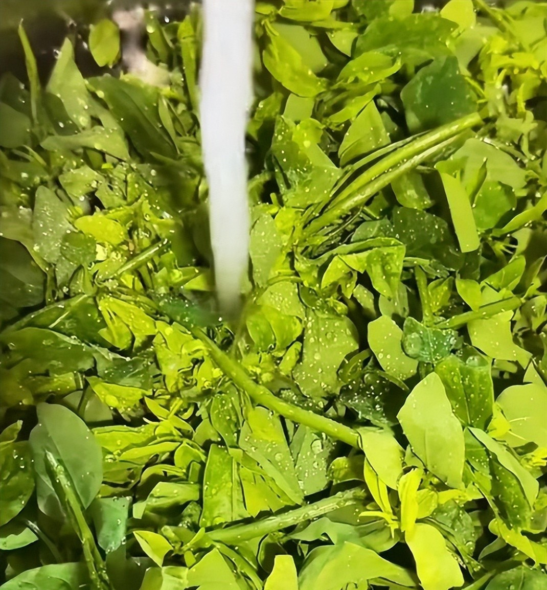 Loại rau xưa nay chỉ tuốt lá nấu canh, nhưng làm theo cách này lại cực ngon, giòn vô cùng và ai ăn cũng bất ngờ- Ảnh 3.