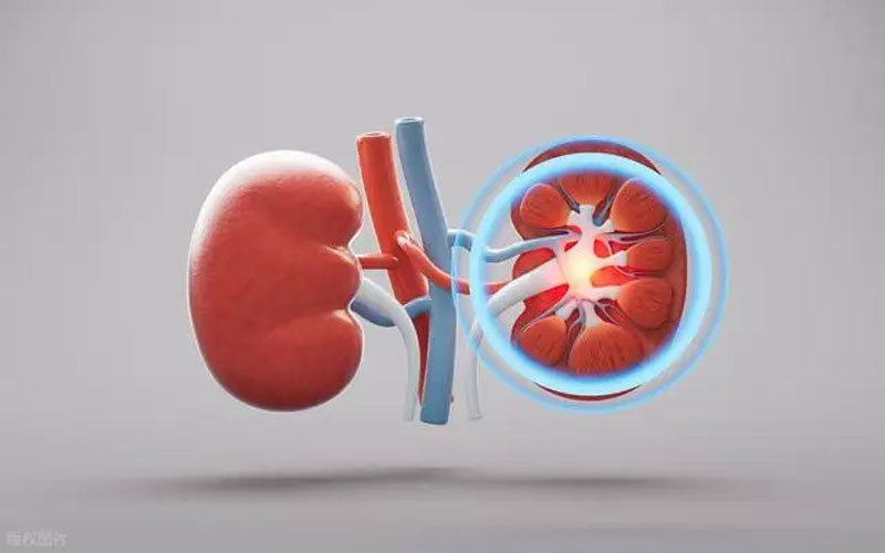 Bác sĩ Bệnh thận giai đoạn đầu không biểu hiện bằng phù nề mà chỉ có 3 bất thường chính