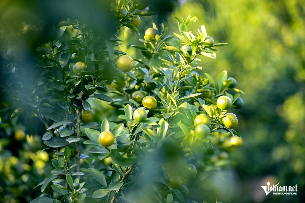 W-a4Thủ phủ quất cảnh .jpg