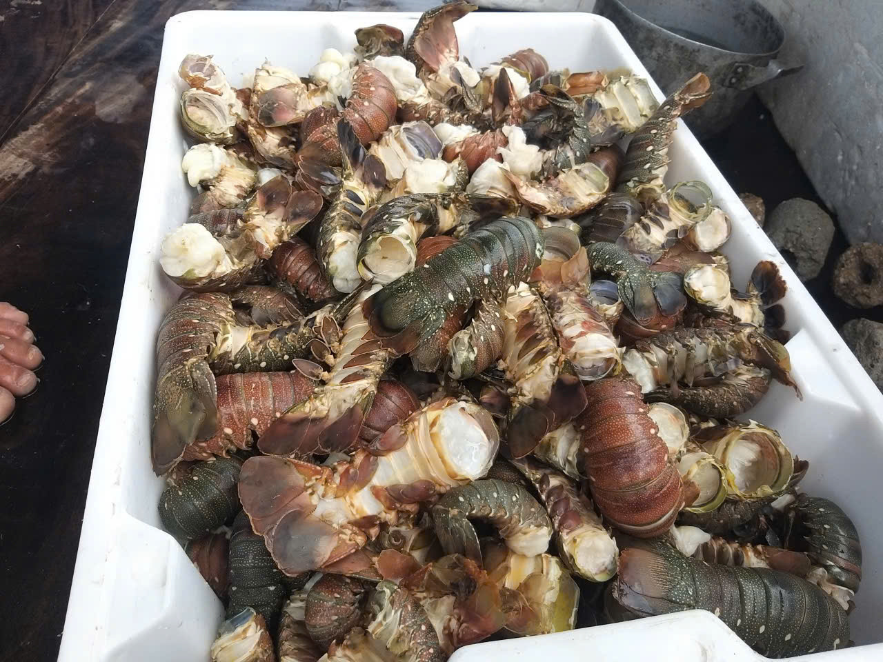 Người nuôi tôm hùm kiệt quệ sau lũ lụt - Ảnh 1.