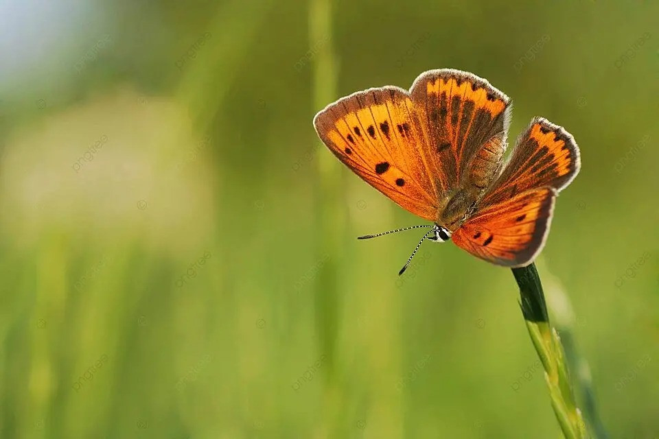 Tháng sinh Âm lịch tiết lộ người giao tiếp tinh tế nên vượng quý nhân - Ảnh 1.