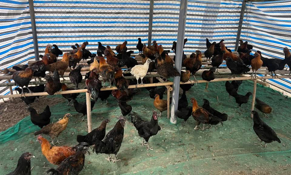 Nuôi gà đen 2.jpg