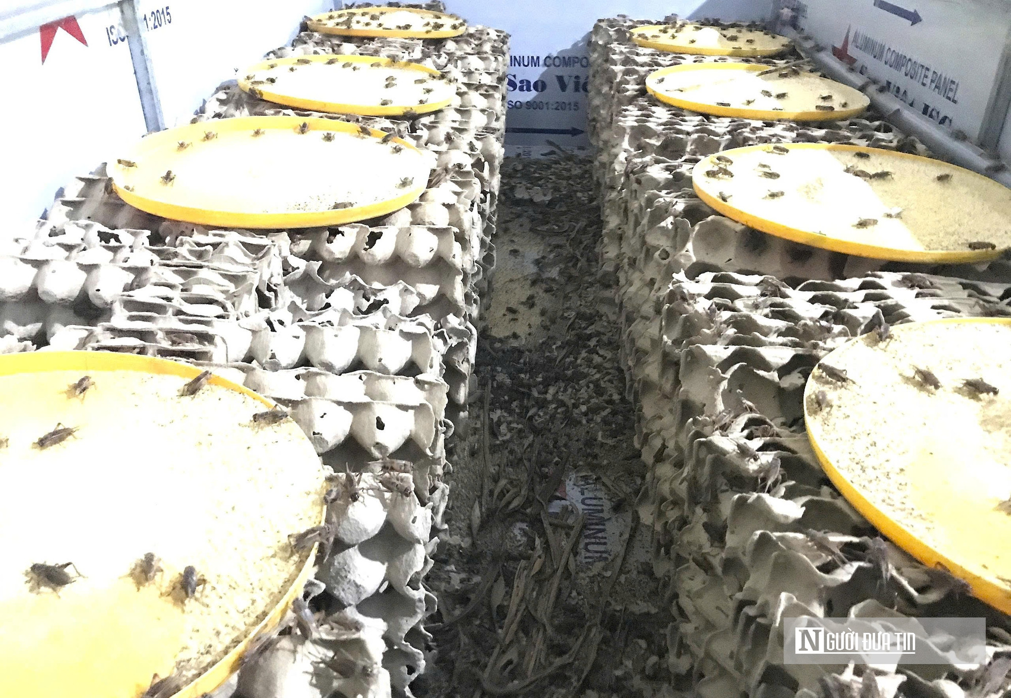 Nuôi loài tí hon, 30 ngày cho thu hoạch, chàng rể Nghệ An bỏ túi hàng trăm triệu mỗi năm- Ảnh 3.