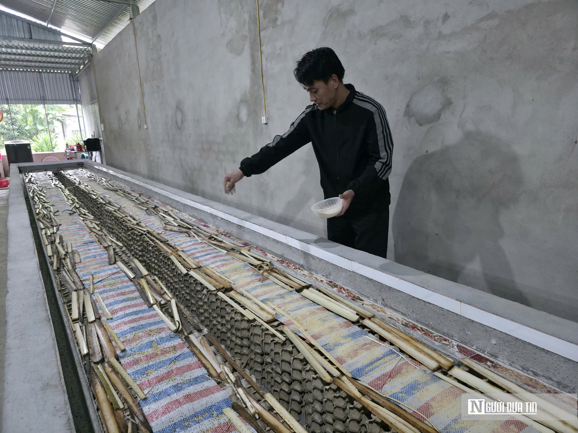 Nuôi loài tí hon, 30 ngày cho thu hoạch, chàng rể Nghệ An bỏ túi hàng trăm triệu mỗi năm- Ảnh 4.