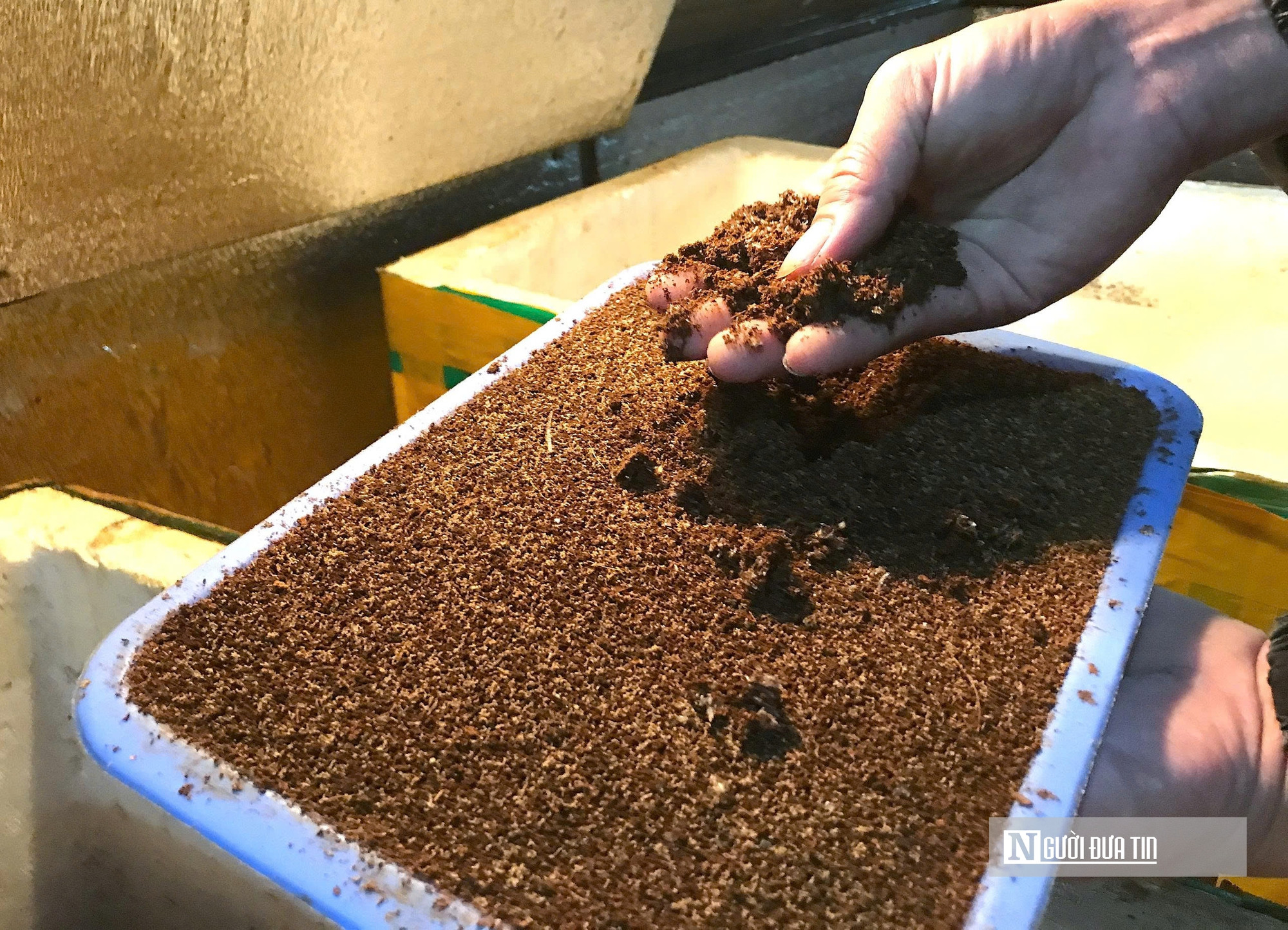 Nuôi loài tí hon, 30 ngày cho thu hoạch, chàng rể Nghệ An bỏ túi hàng trăm triệu mỗi năm- Ảnh 7.