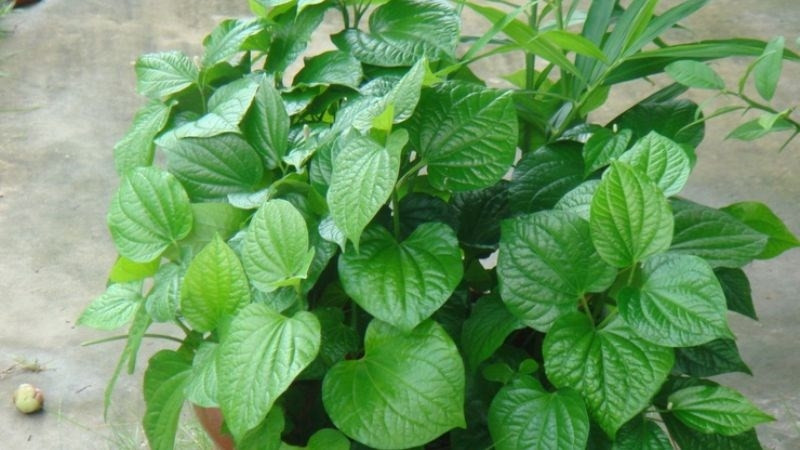 su that ve cach chua viem xoang bang la lot cong dung va rui ro it ai biet hinh anh 1