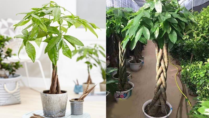 Đây mới là cách chọn và bố trí những cây phong thủy hợp tuổi mão - Ảnh 5.