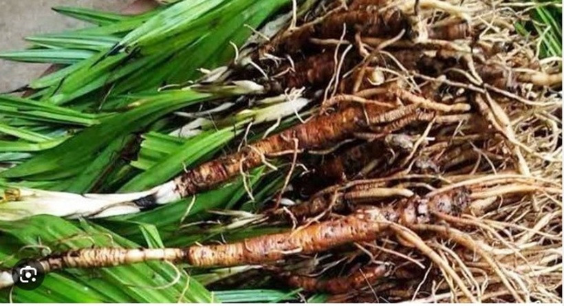 Giải mã loại cây mọc đầy trên núi giá đến hơn 1 triệu/kg, là