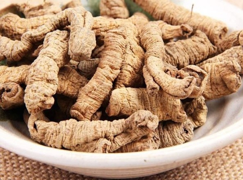 Giải mã loại cây mọc đầy trên núi giá đến hơn 1 triệu/kg, là