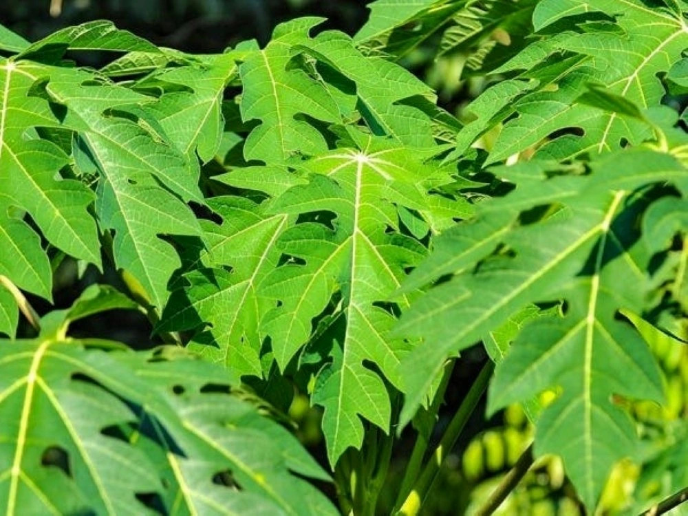 viet nam co loai la tuong khong an duoc, hoa ra lai la vi thuoc sieu bo duong hinh anh 1