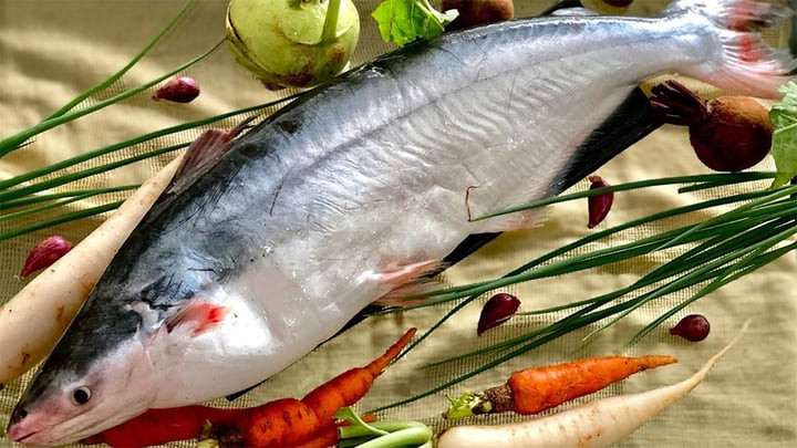 Cá dứa có đường chỉ đen đặc trưng trên lưng.