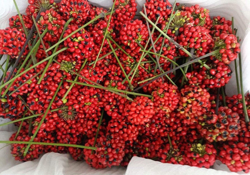 Quả sâm Ngọc Linh, dù mang hình dáng bé nhỏ, nhưng giá trị lại
