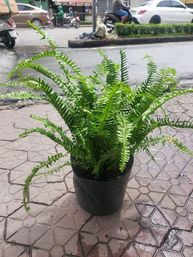 Những loại cây xanh giúp loại bỏ chất độc hại có trong đồ nội thất nhà bạn- Ảnh 7.