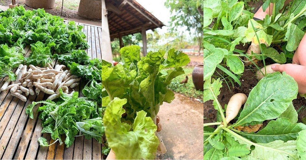 Lê Phương có 2 nhà vườn ở quê: Phủ cây xanh như khu nghỉ dưỡng, thoải mái câu cá, lội sông - Ảnh 46.