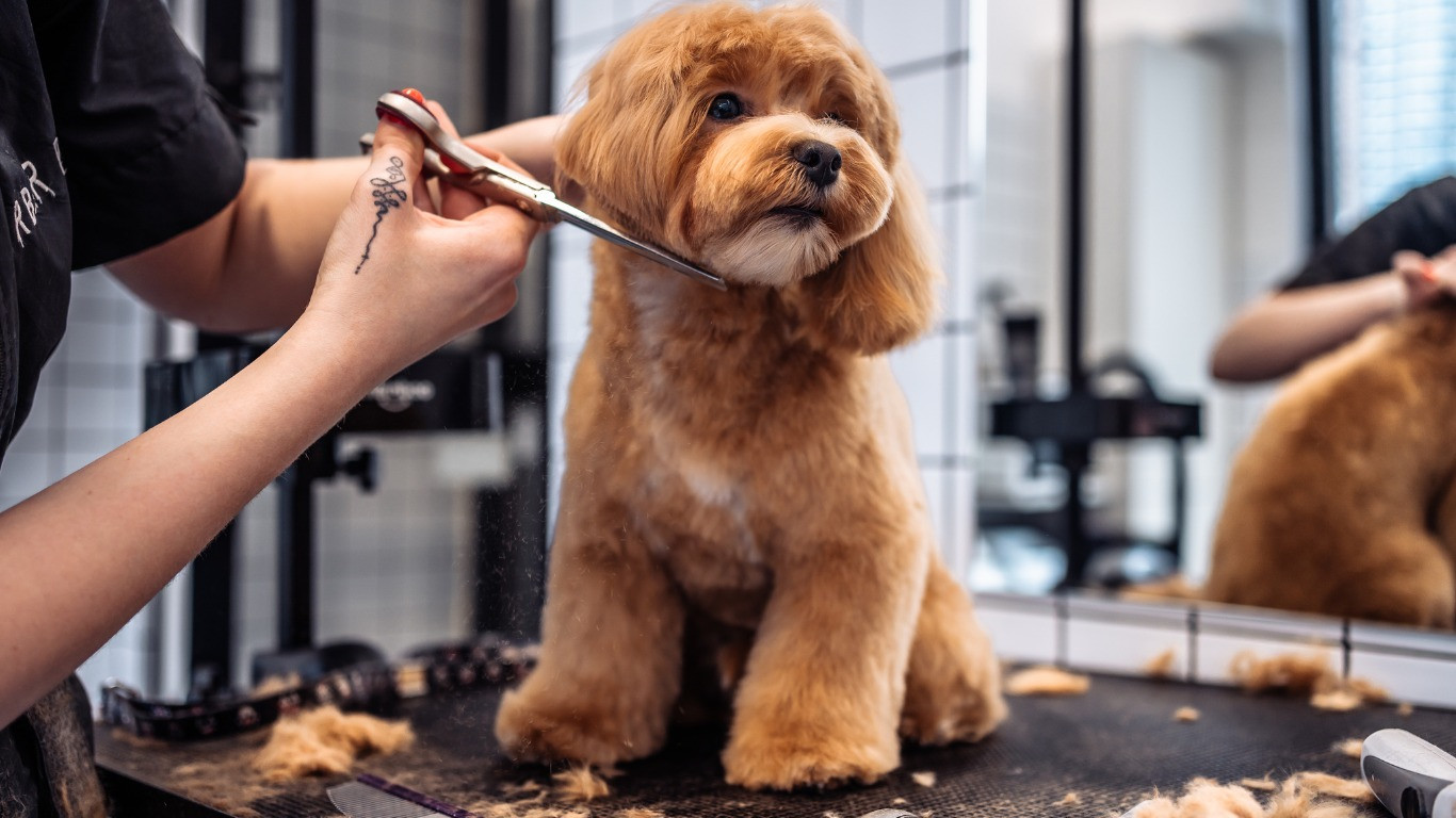 dich vu grooming 16b9b98f8b5d74